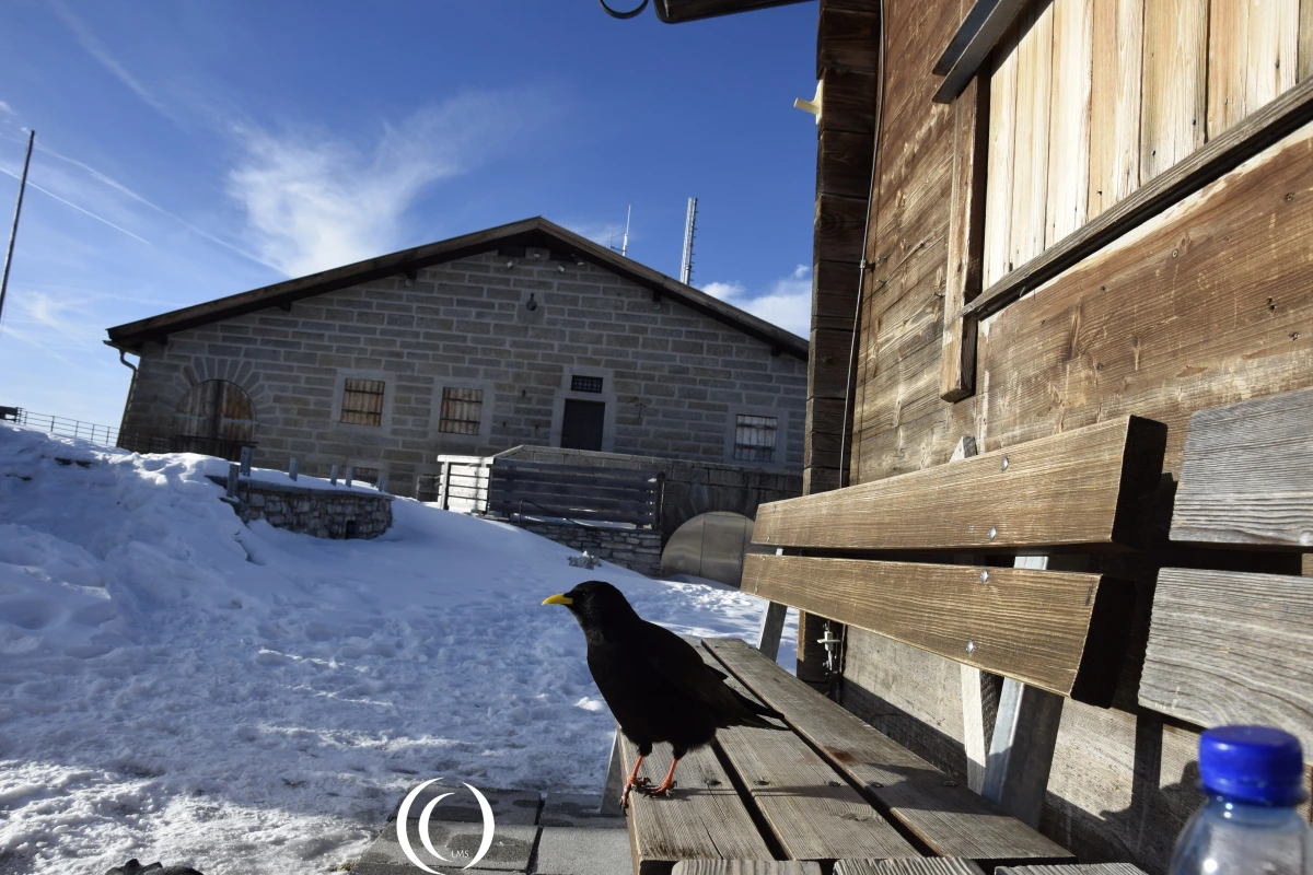 No eagle but a Yellow-billed Chough at the Eagles Nest No eagle but a Yellow-billed Chough at the Eagles Nest