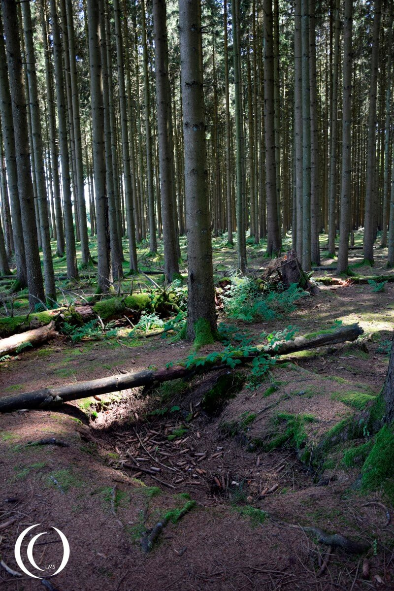 Foxhole of Easy Company in Jack's Forrest - Foy, Bastogne