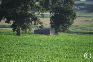 Type 24 pillbox in the field near Axmouth, United Kingdom